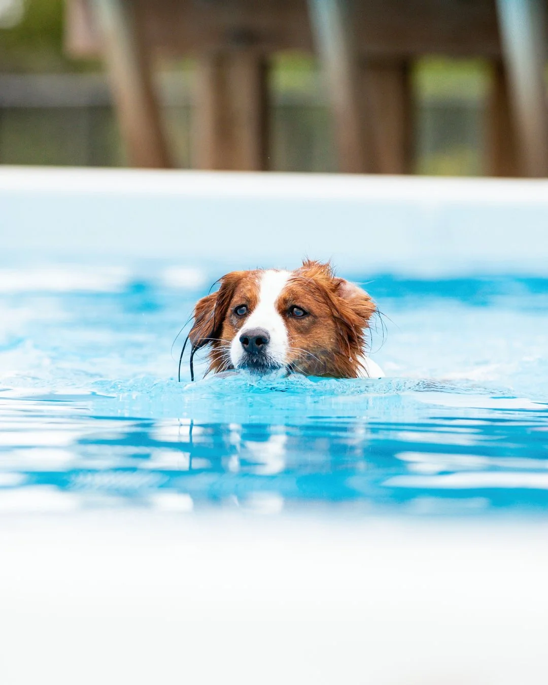 the head of a red and white Kooikerhondje visible above blue water swimming in a pool