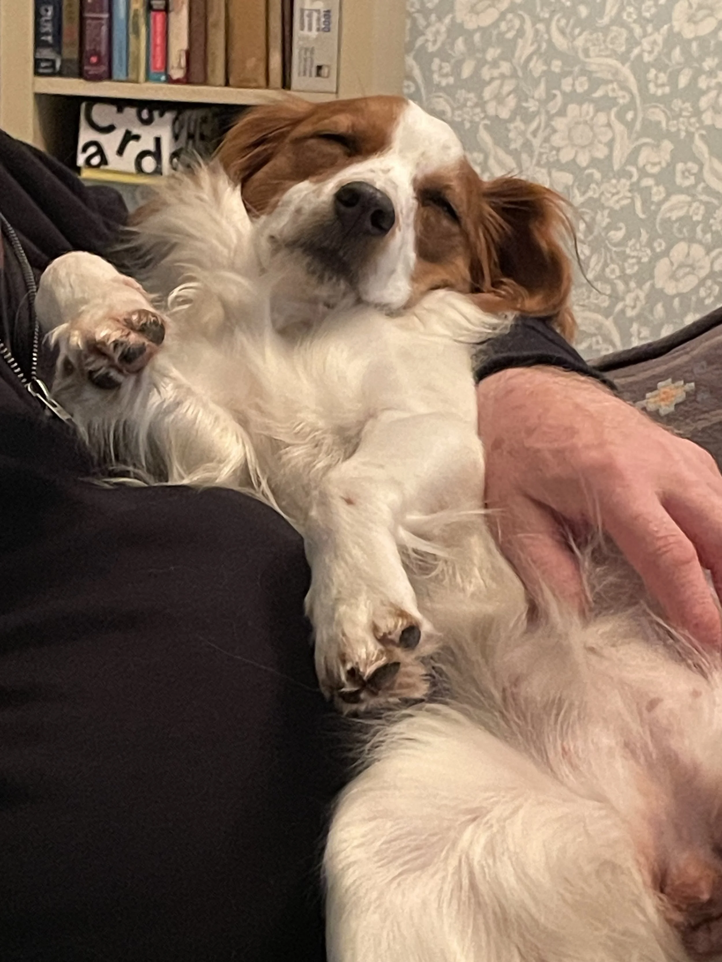 A Kooiker with white and red fur lying upside down cuddled on a person's lap, sleeping peacefully with its eyes closed. The person's arm and part of their clothing are visible. 