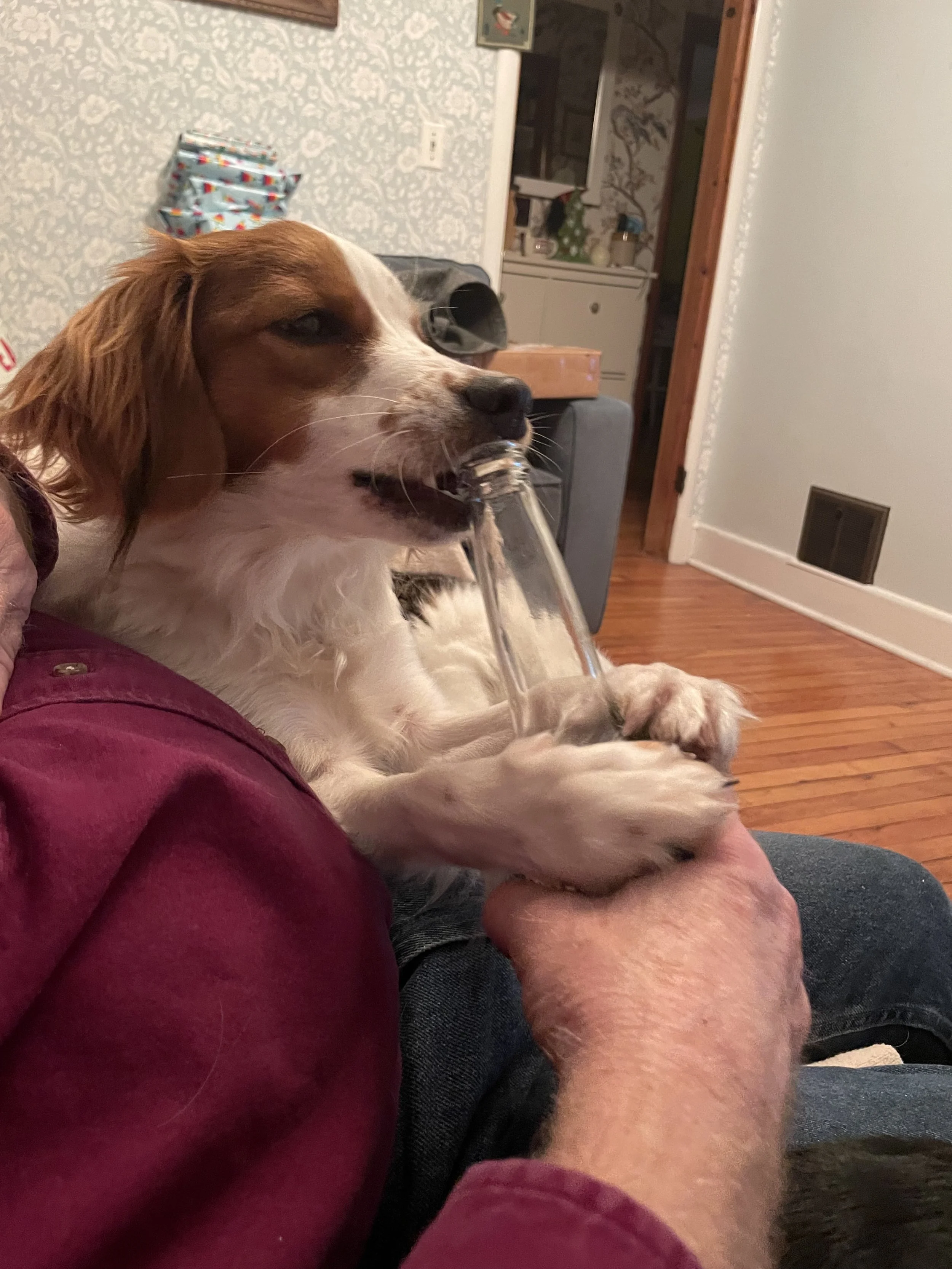 A Kooiker with brown and white fur lying on a person's lap, licking at a bottle in its mouth, indoors in a cozy home setting.