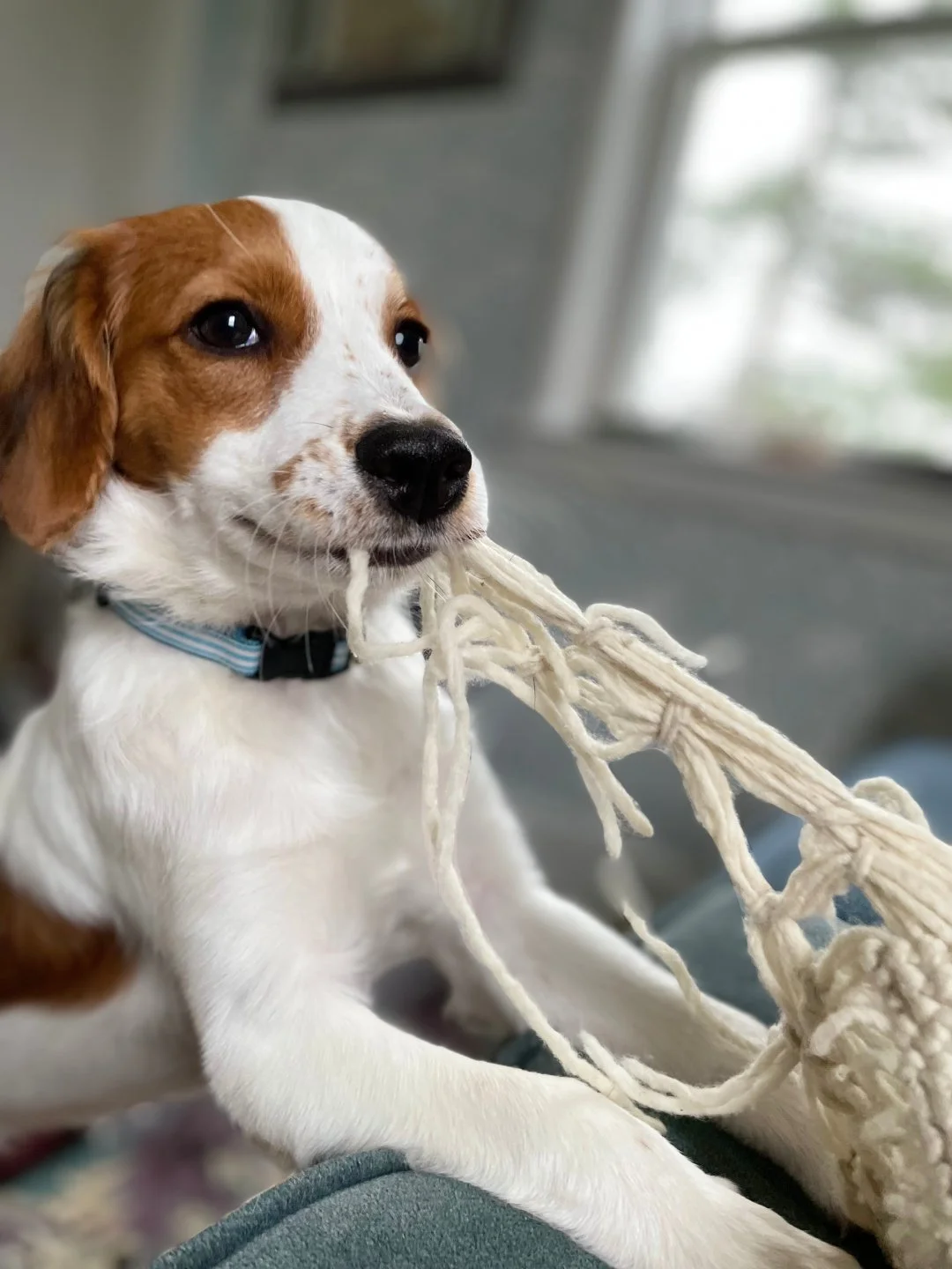 young red and white nederlandse kooikerhondje pulling apart a toy with white strings