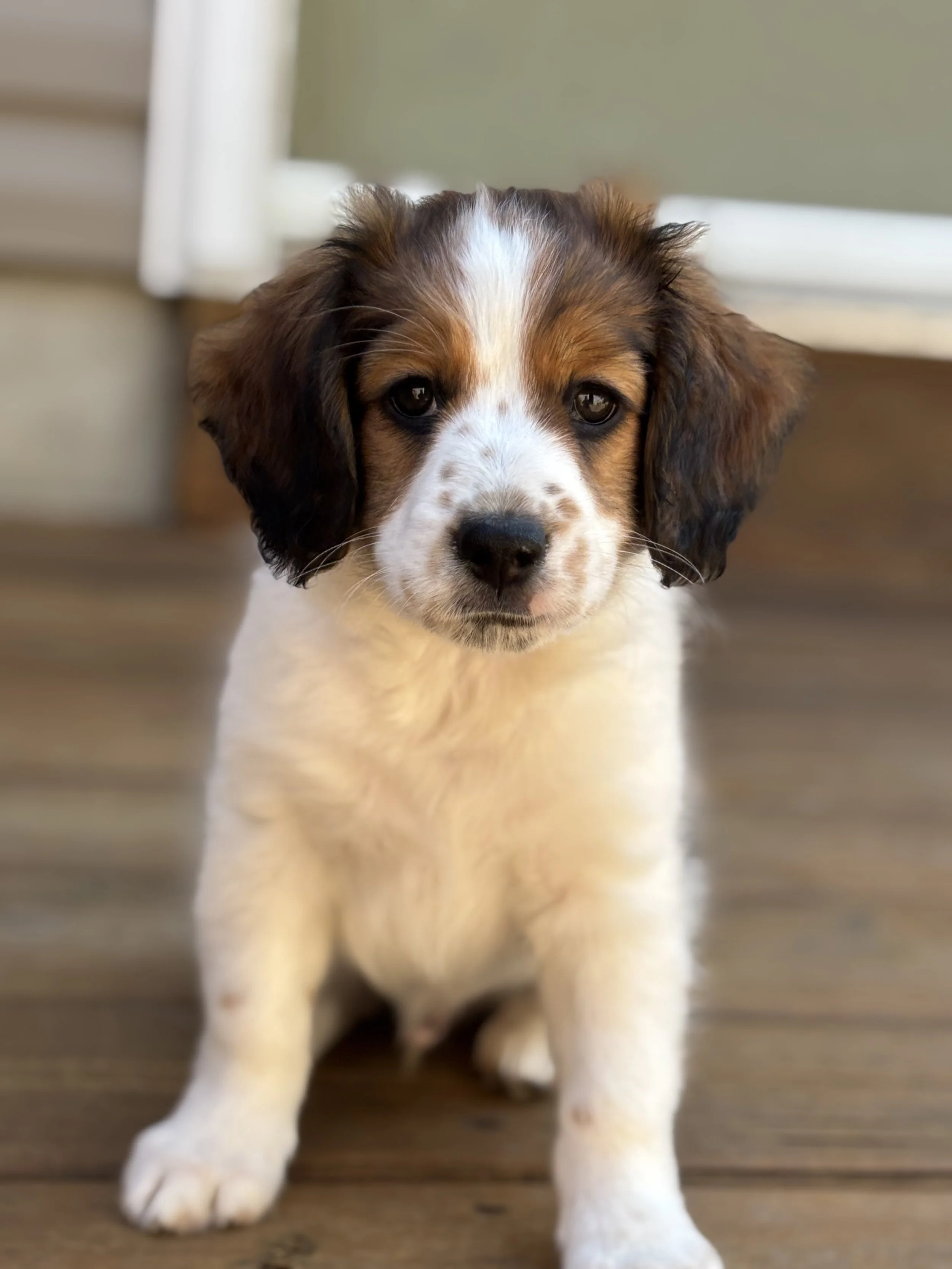 Adorable dark brown and white Nederlandse Kooikerhondje puppy sitting on wooden floor with a blurred background