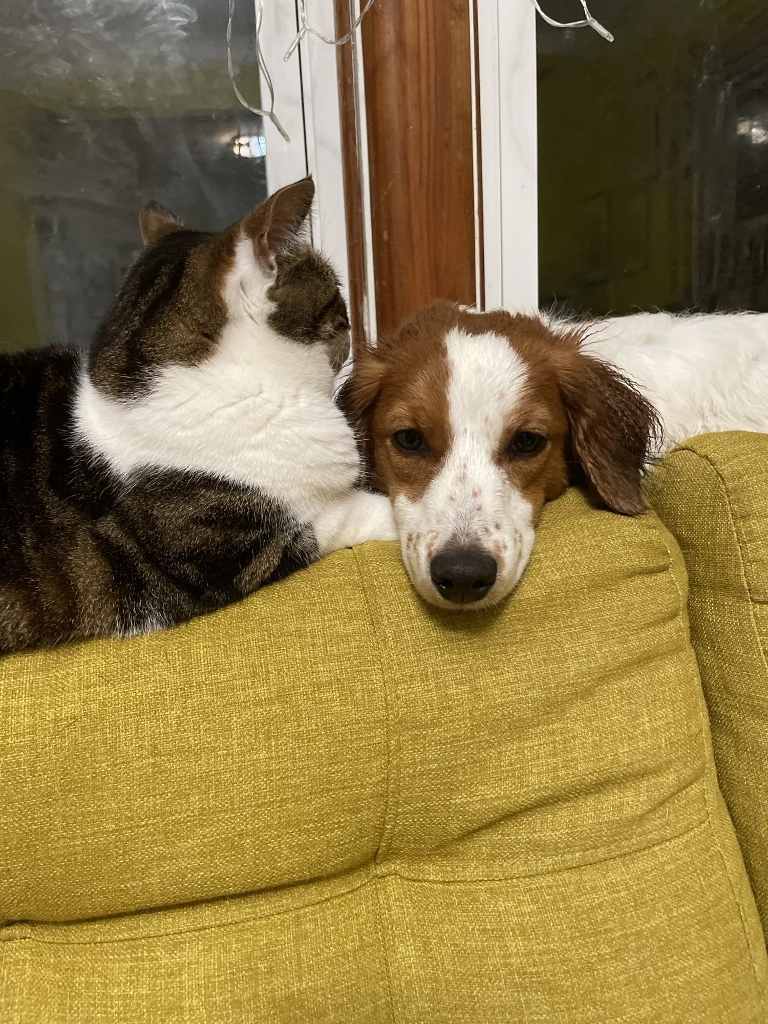 A cat and a dog resting together on a yellow couch, with a window in the background and some string lights hanging above.