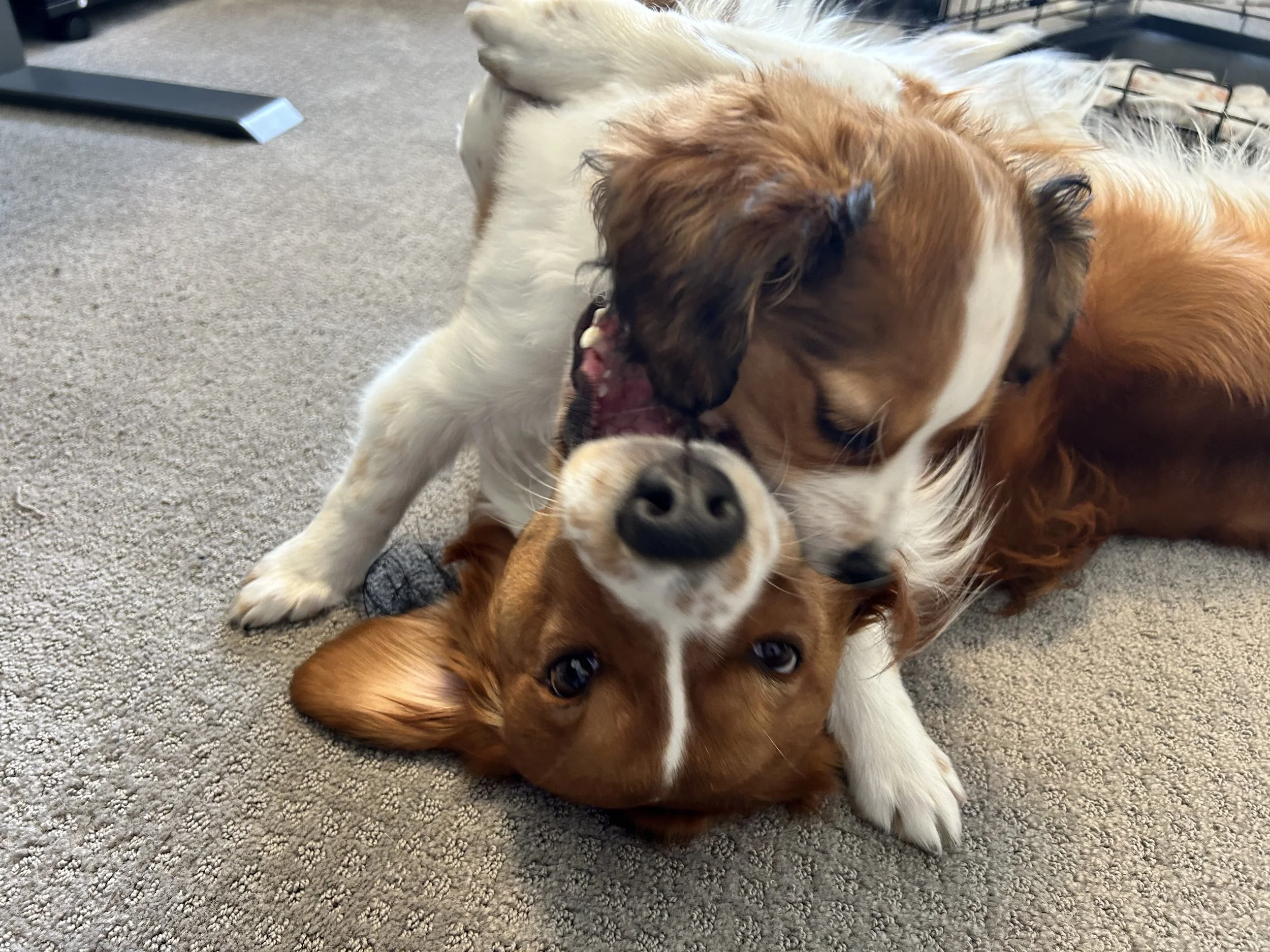 Two kooiker puppies, are playing together on a carpeted floor, with their faces close and playful expressions. One is on top of the other.