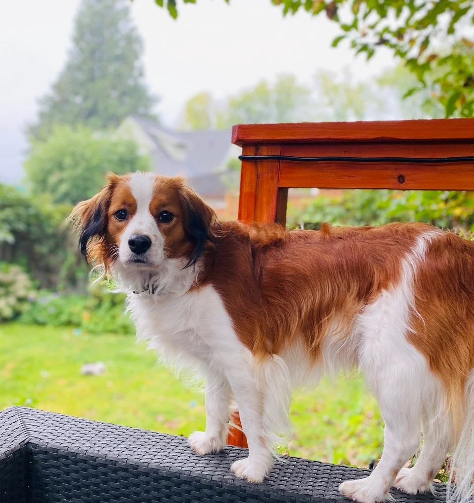red and white Nederlandse Kooikerhondje dog standing in front of a brown table with garden background