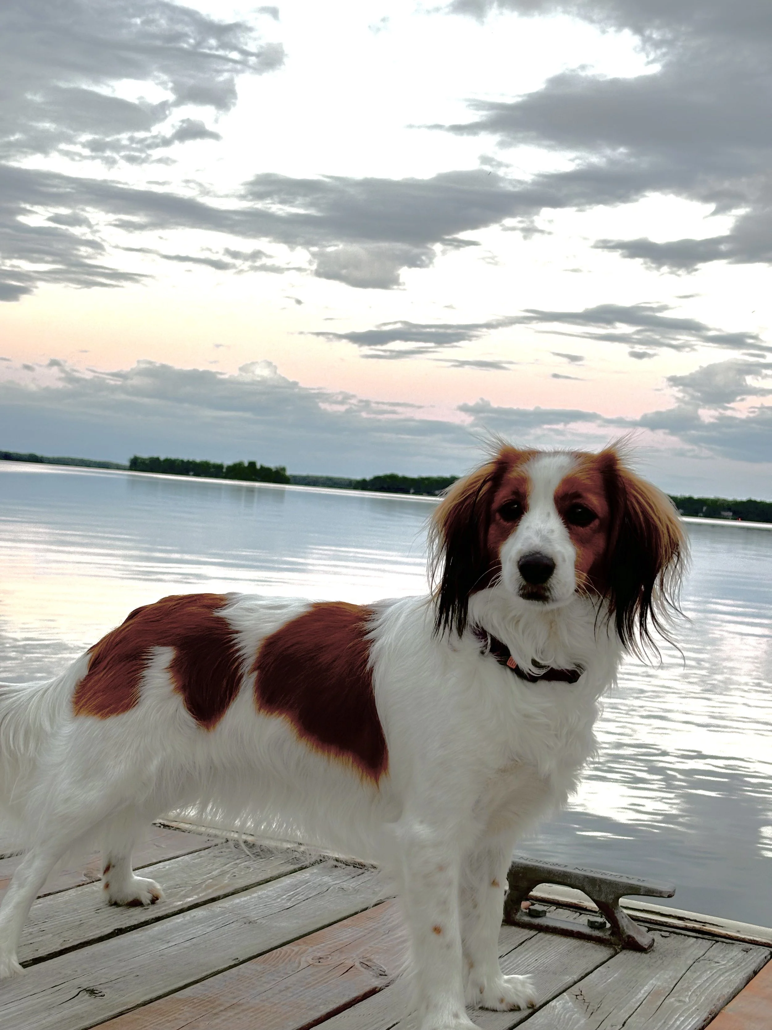 A Kooiker with red and white fur standing on a wooden dock by a lake during sunset, with clouds in the sky.