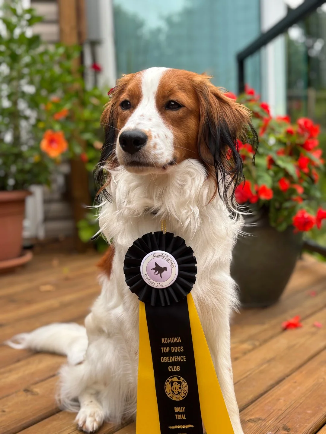 red and white adult kooikerhondje dog proudly sitting with a winning ribbon on his neck