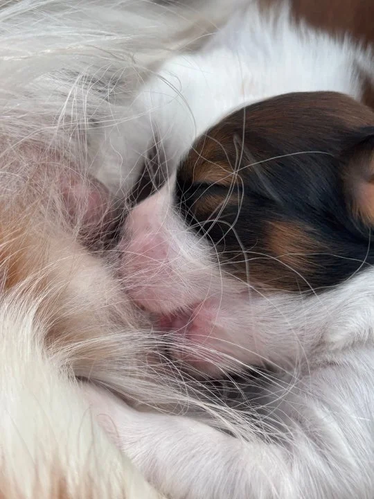 Day old dark brown and white Kooikerhondje puppy nursing with white hairs slightly covering his face
