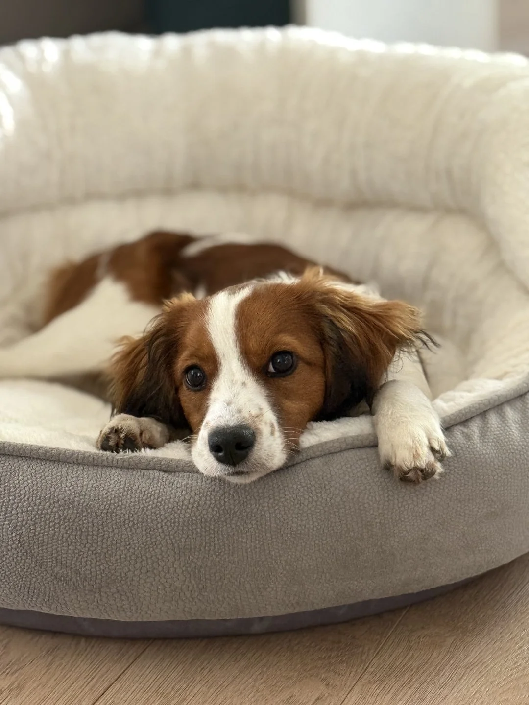 Kooikerhondje puppy laying in her dog bed
