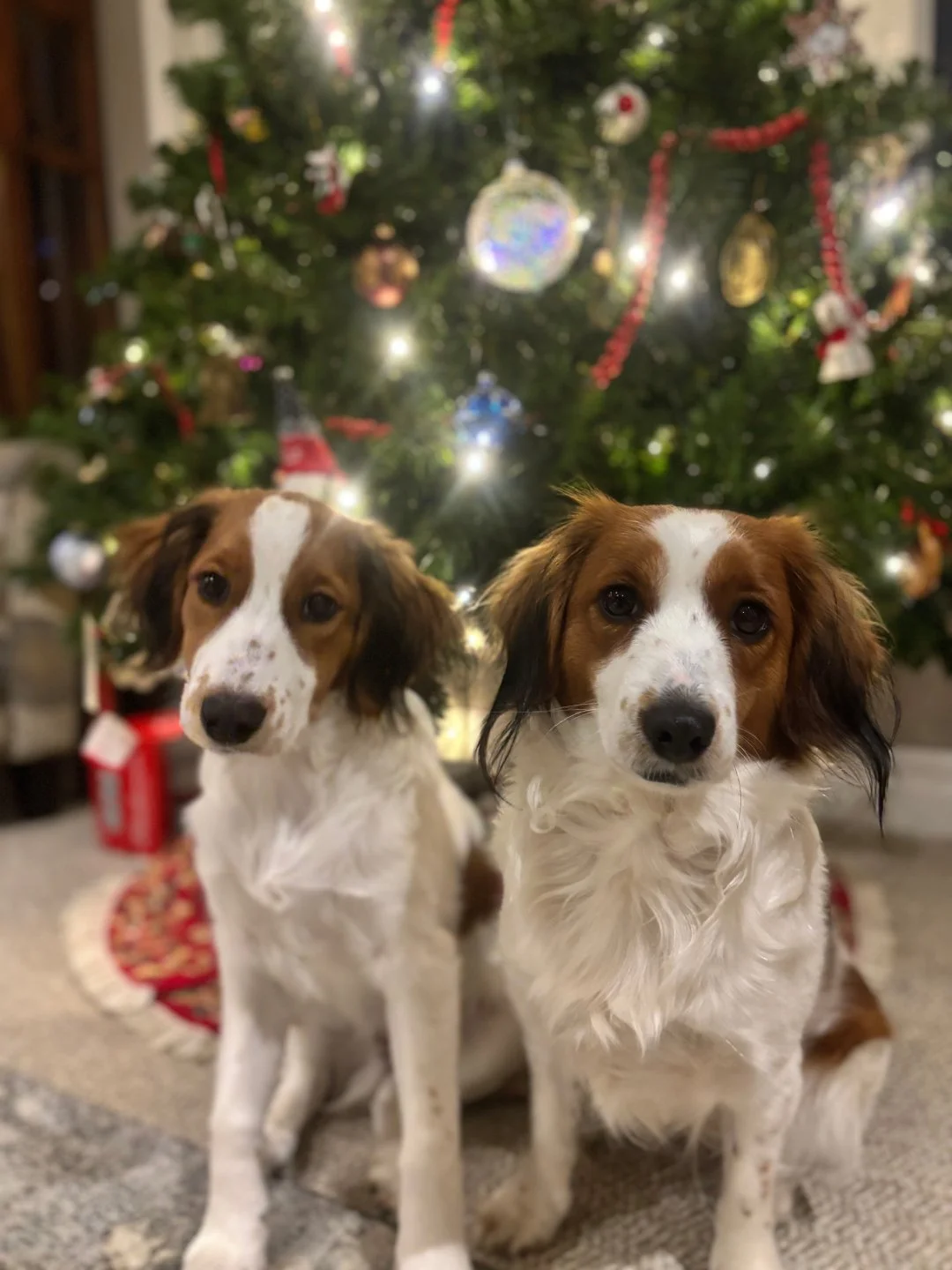 two red and white kooiker dogs sitting in front of a christmas tree that has shining white lights on it