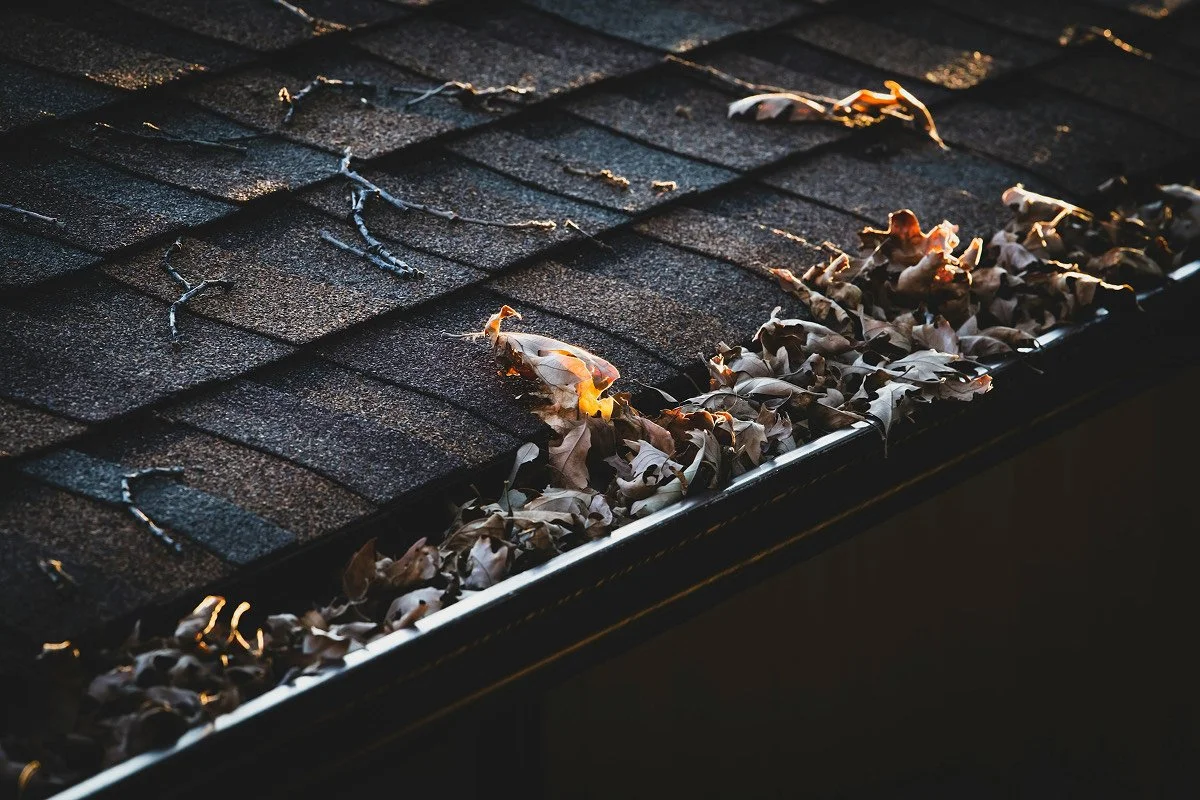 Dry leaves and small twigs on a shingled roof edge in warm sunlight.