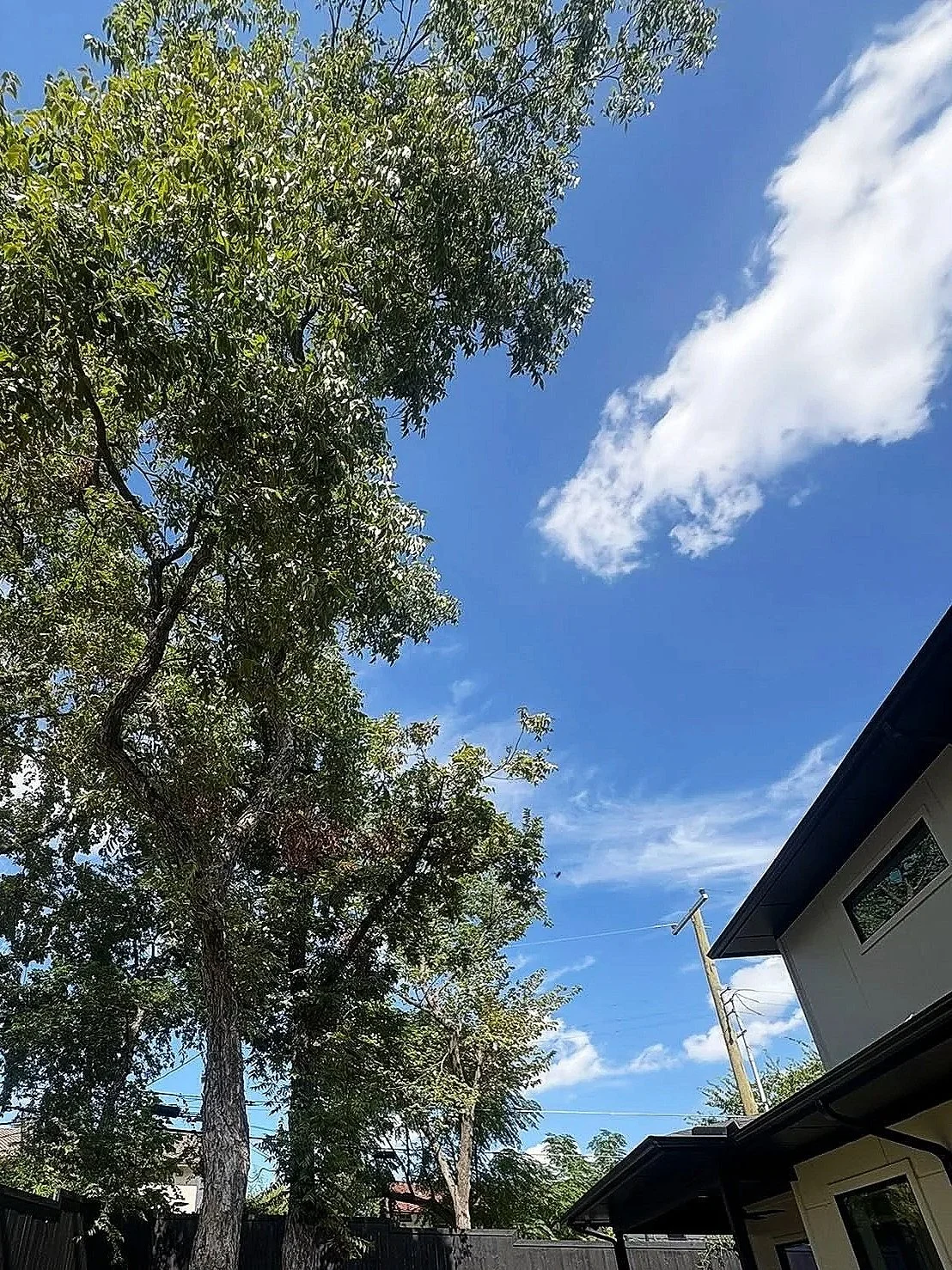 A clear blue sky with a few white clouds, tall green trees, power poles, and part of a house with a dark roof.