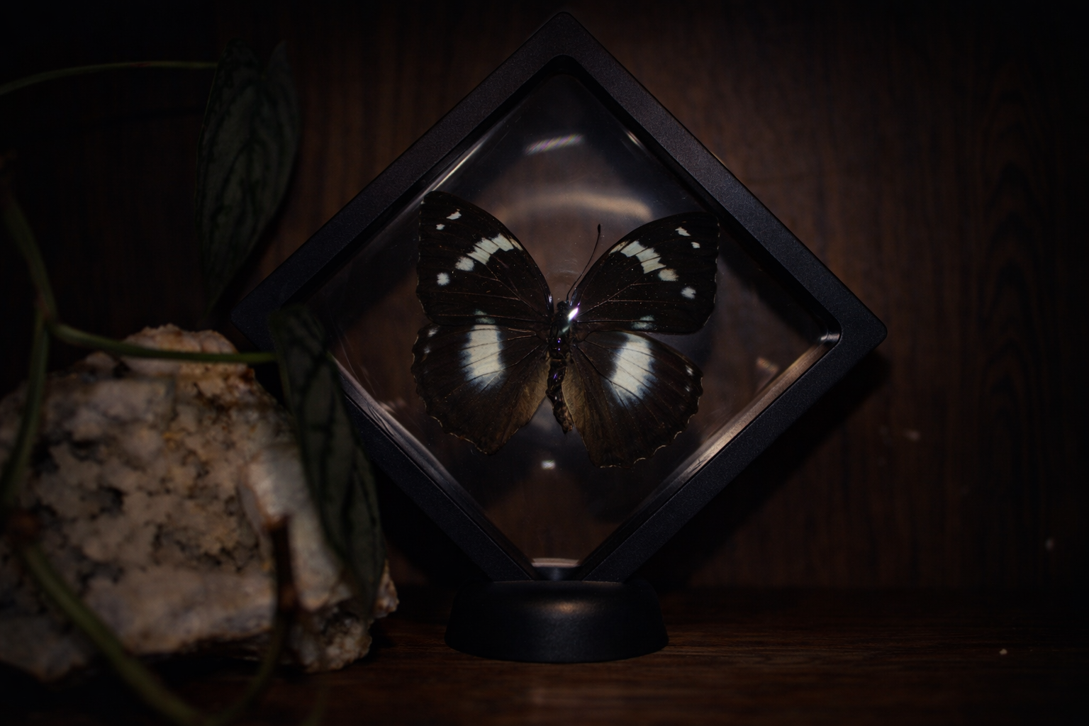 Schrenck’s Admiral Butterfly (Mimathyma schrenckii, Male) — Floating Frame Specimen