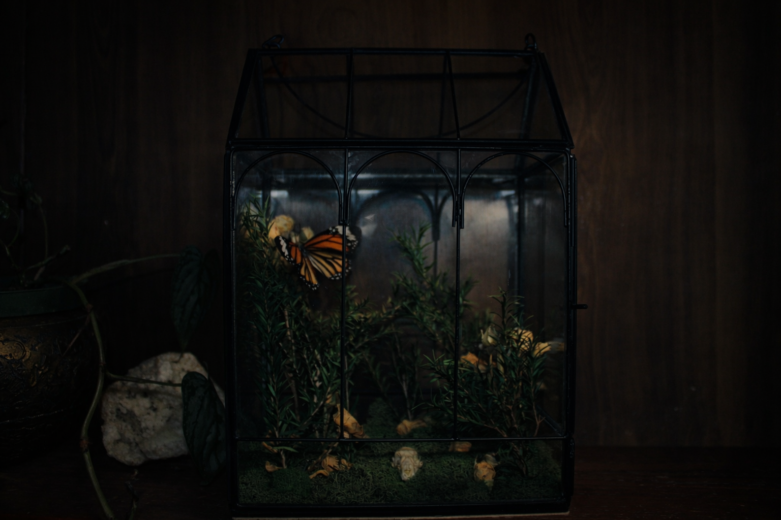 Monarch Butterfly Terrarium with Animal Skull