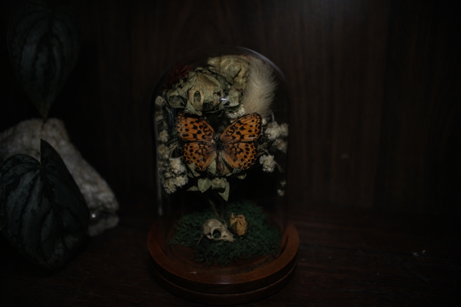Butterfly Reliquary Cloche with Rodent Skull