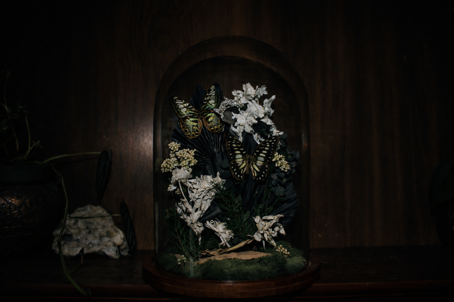 Multi-Specimen Butterfly Botanical Cloche with Preserved Florals & Moss