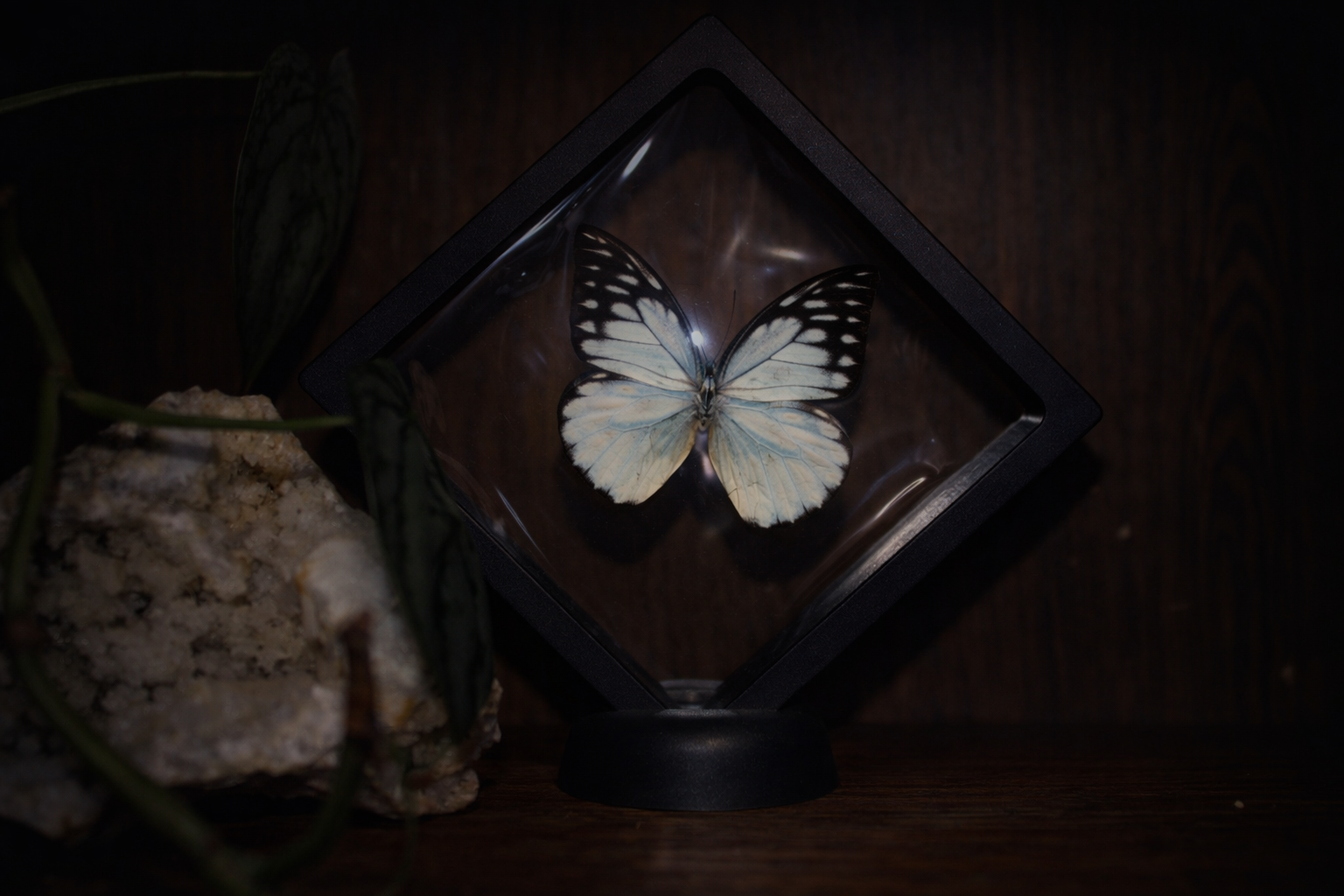 Spotted Sawtooth Butterfly (Prioneris thestylis) — Floating Frame Specimen