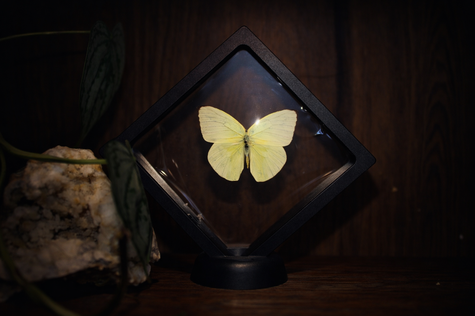 Lemon Emigrant Butterfly (Catopsilia pomona) — Floating Frame Specimen