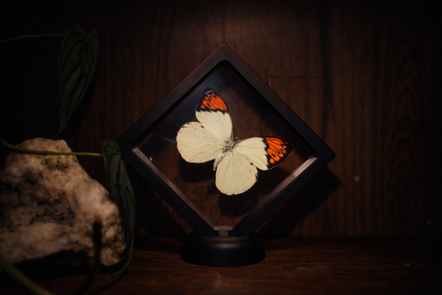 Great Orange Tip Butterfly (Hebomoia glaucippe) — Floating Frame Specimen