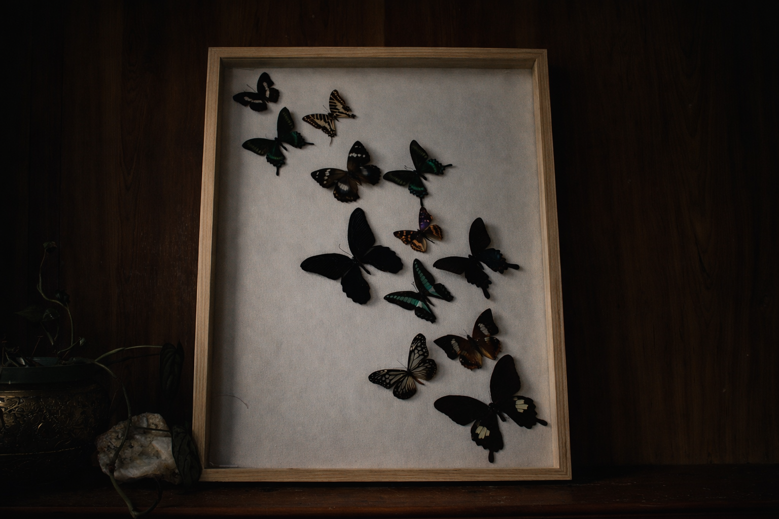 XL Butterfly Specimen Frame