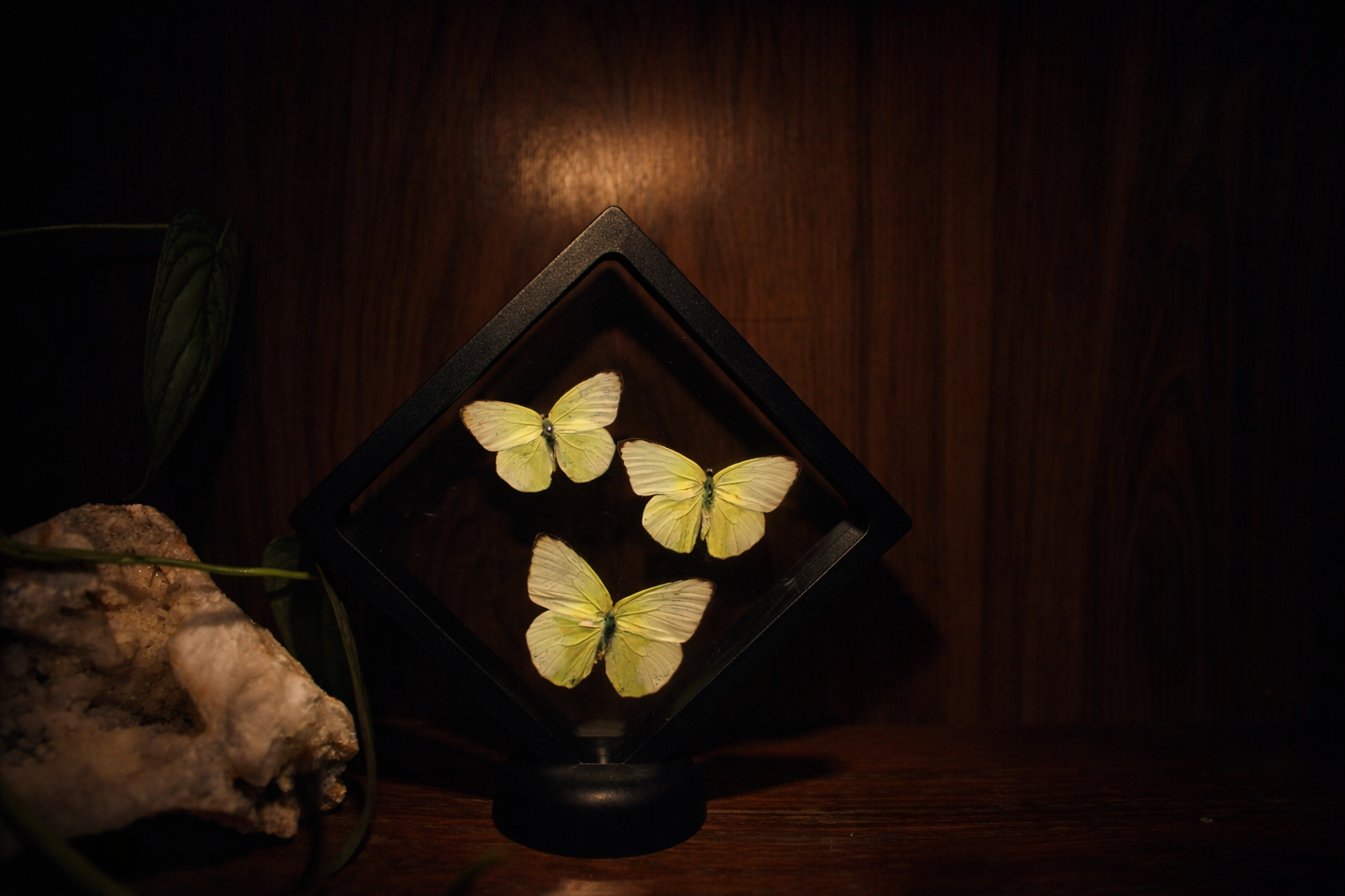 Trio of Sulphur Butterflies