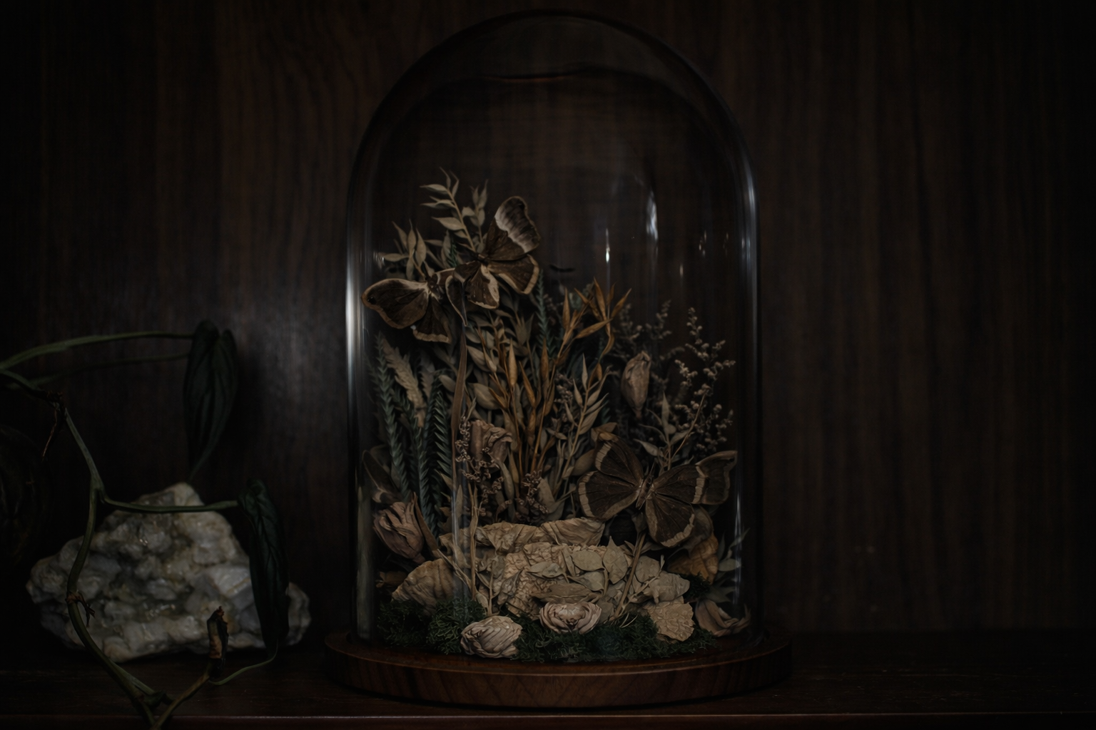 XL Samia Cynthia Moth Dome