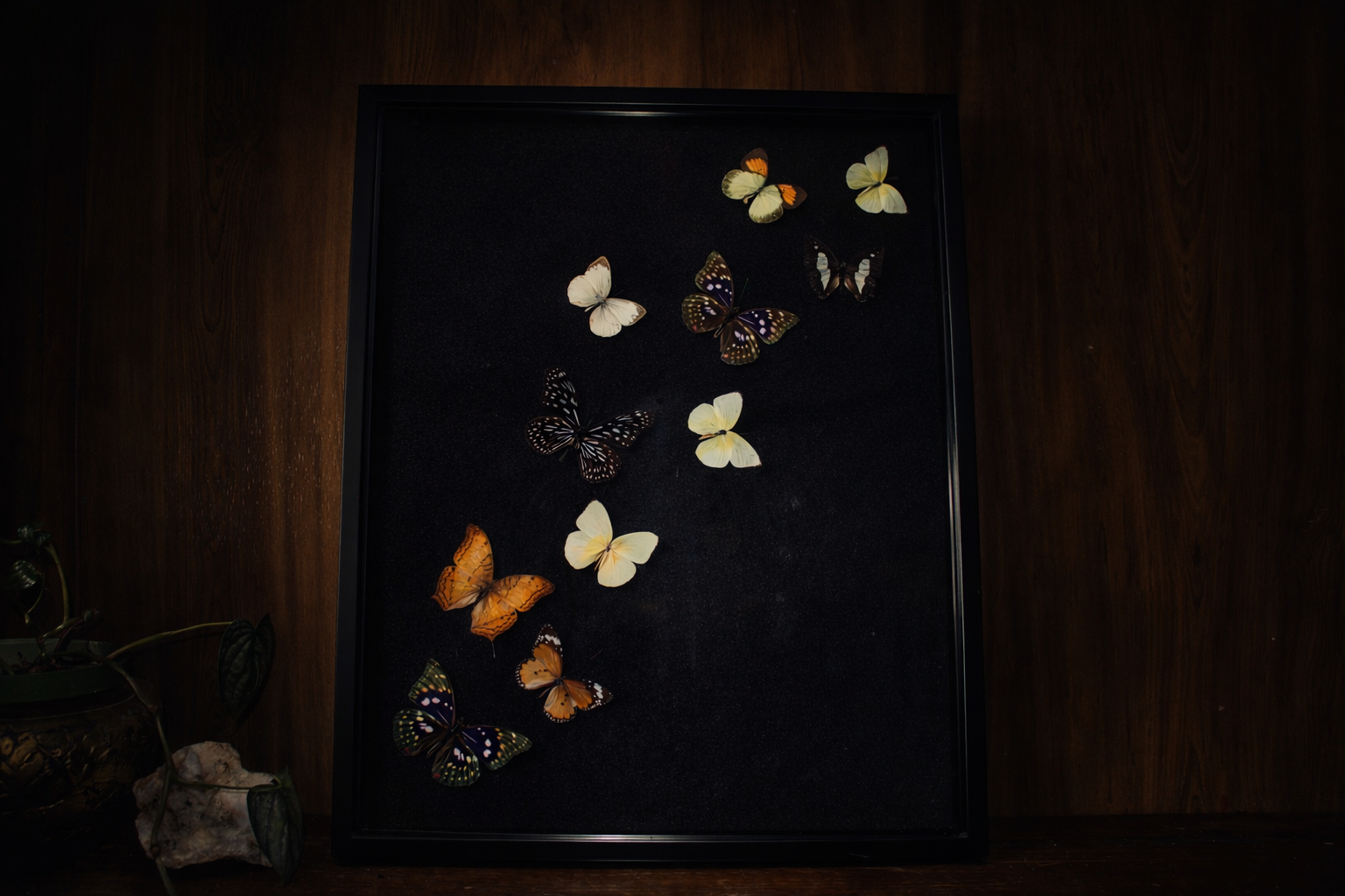 XL Butterfly Specimen Frame