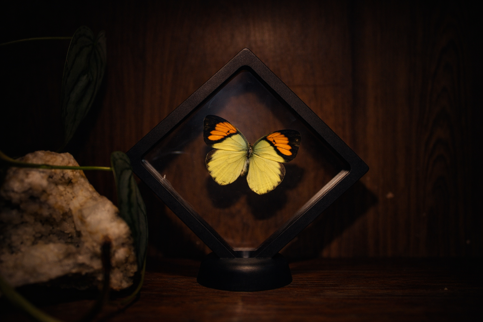 Yellow Orange Tip Butterfly (Ixias pyrene) — Floating Frame Specimen