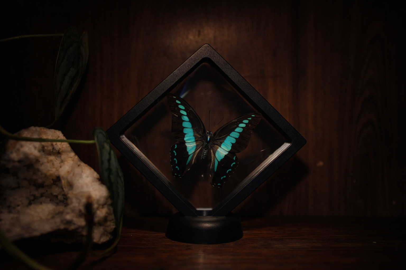 Blue Triangle Butterfly (Graphium sarpedon) — Floating Frame Specimen