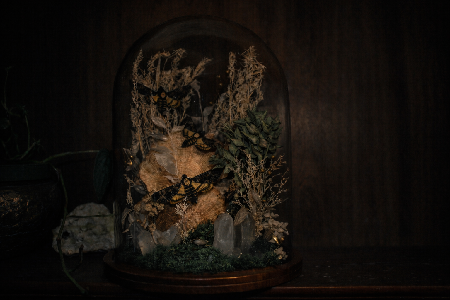 Death’s-Head Hawkmoth Cloche with Quartz, Preserved Mushrooms & Botanicals
