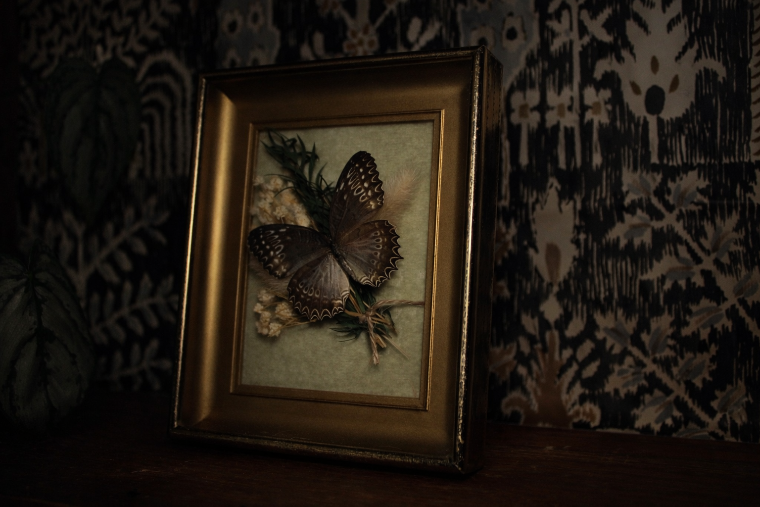 Framed Butterfly Specimen