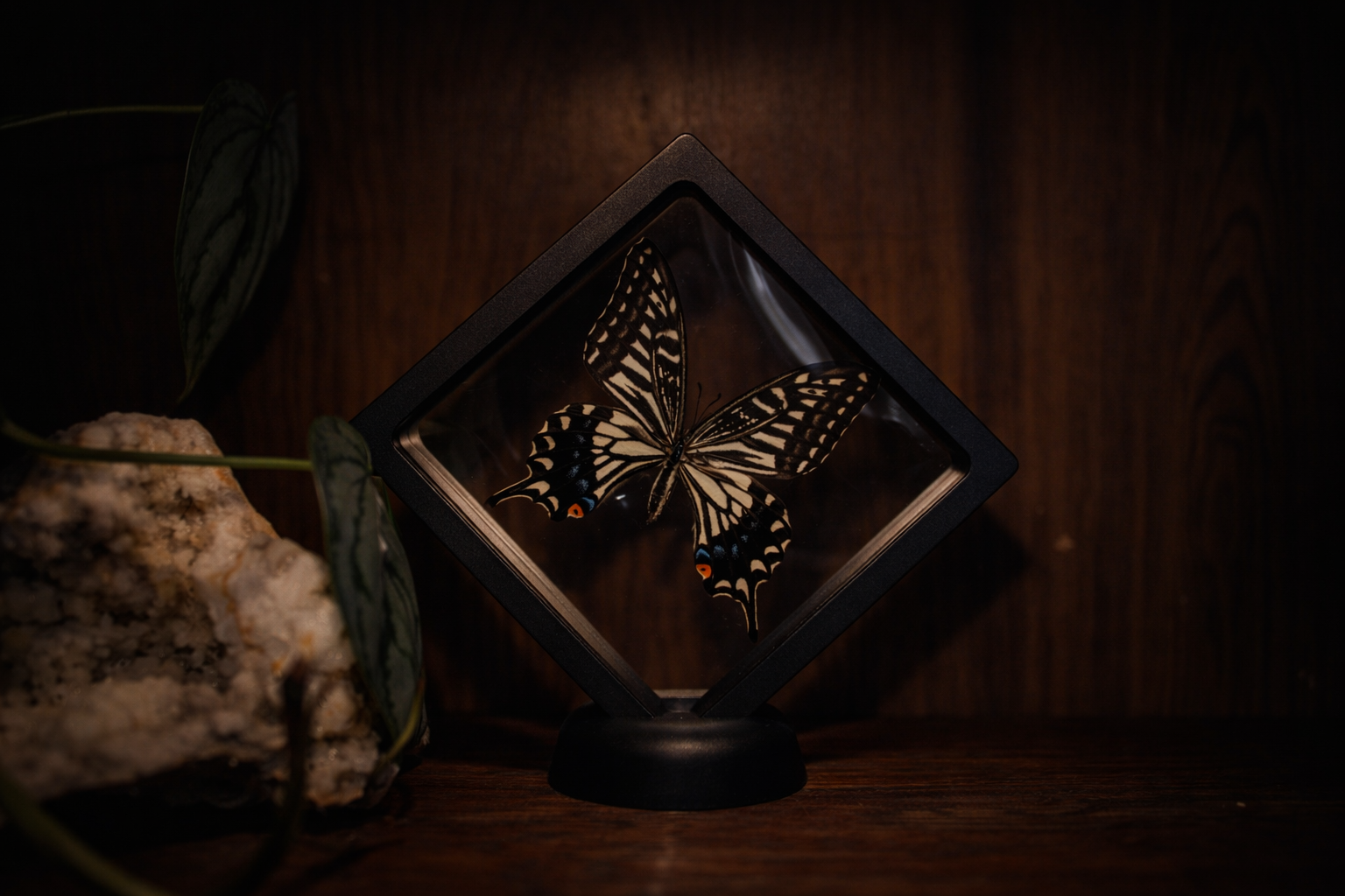 Asian Swallowtail (Papilio xuthus) — Floating Frame Specimen
