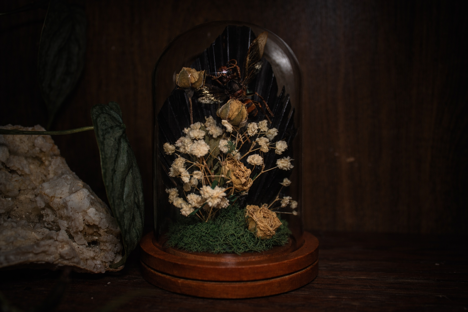 Northern Giant Hornet Reliquary Cloche