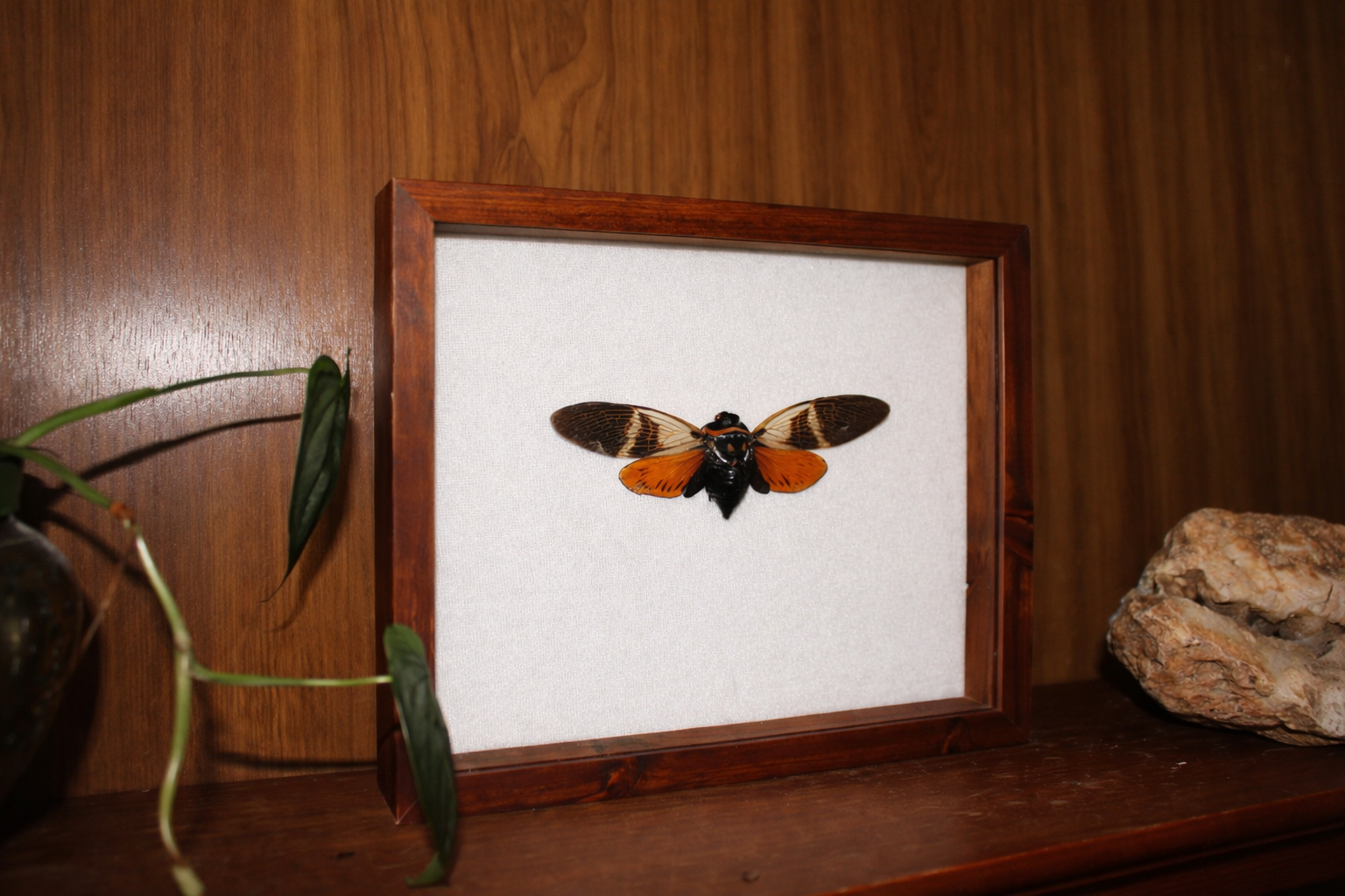 Preserved Cicada Study