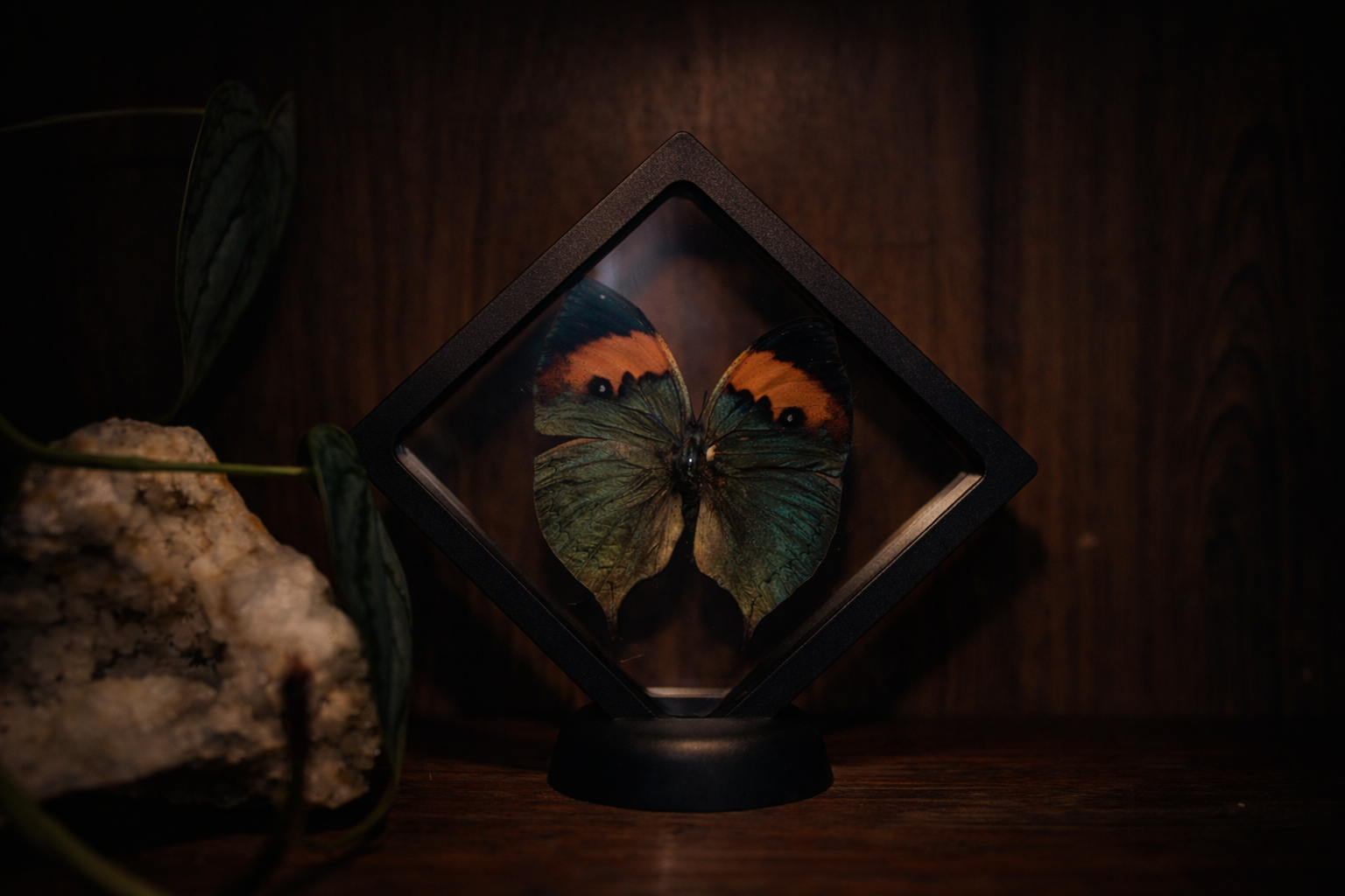 Orange Oakleaf Butterfly (Kallima inachus) — Floating Frame Specimen