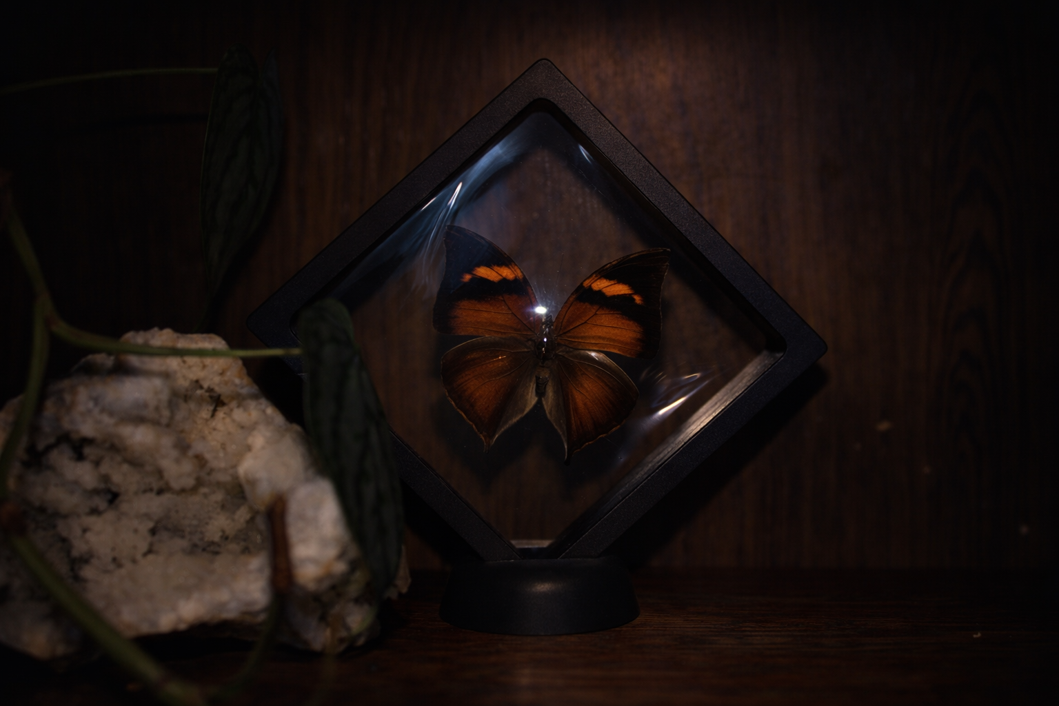 Autumn Leaf Butterfly (Doleschallia bisaltide) — Floating Frame Specimen