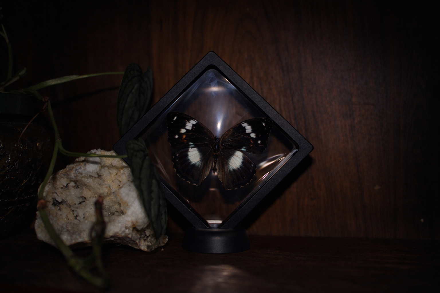 Schrenck’s Admiral Butterfly (Mimathyma schrenckii) — Floating Frame Specimen