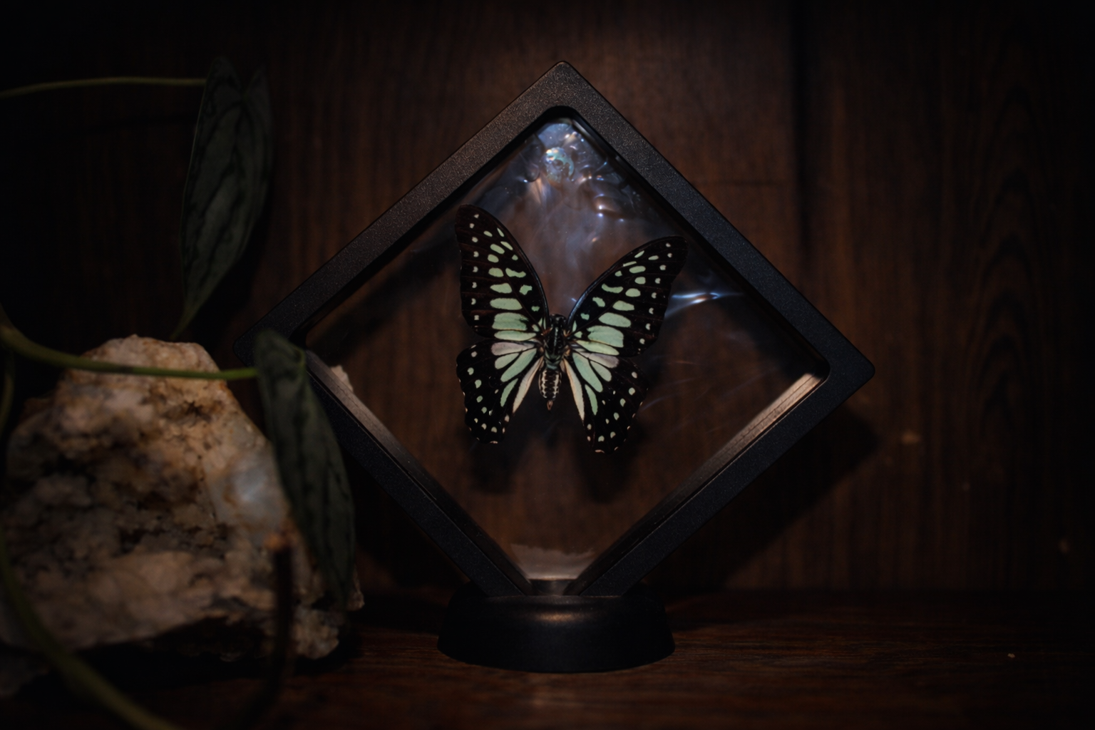 Common Jay Butterfly (Graphium doson) — Floating Frame Specimen