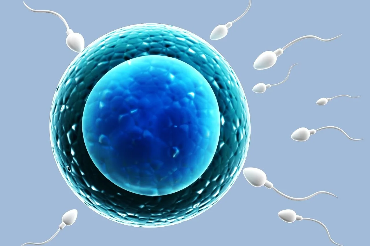 What Every Couple Should Know About Sperm Health and Natural Support