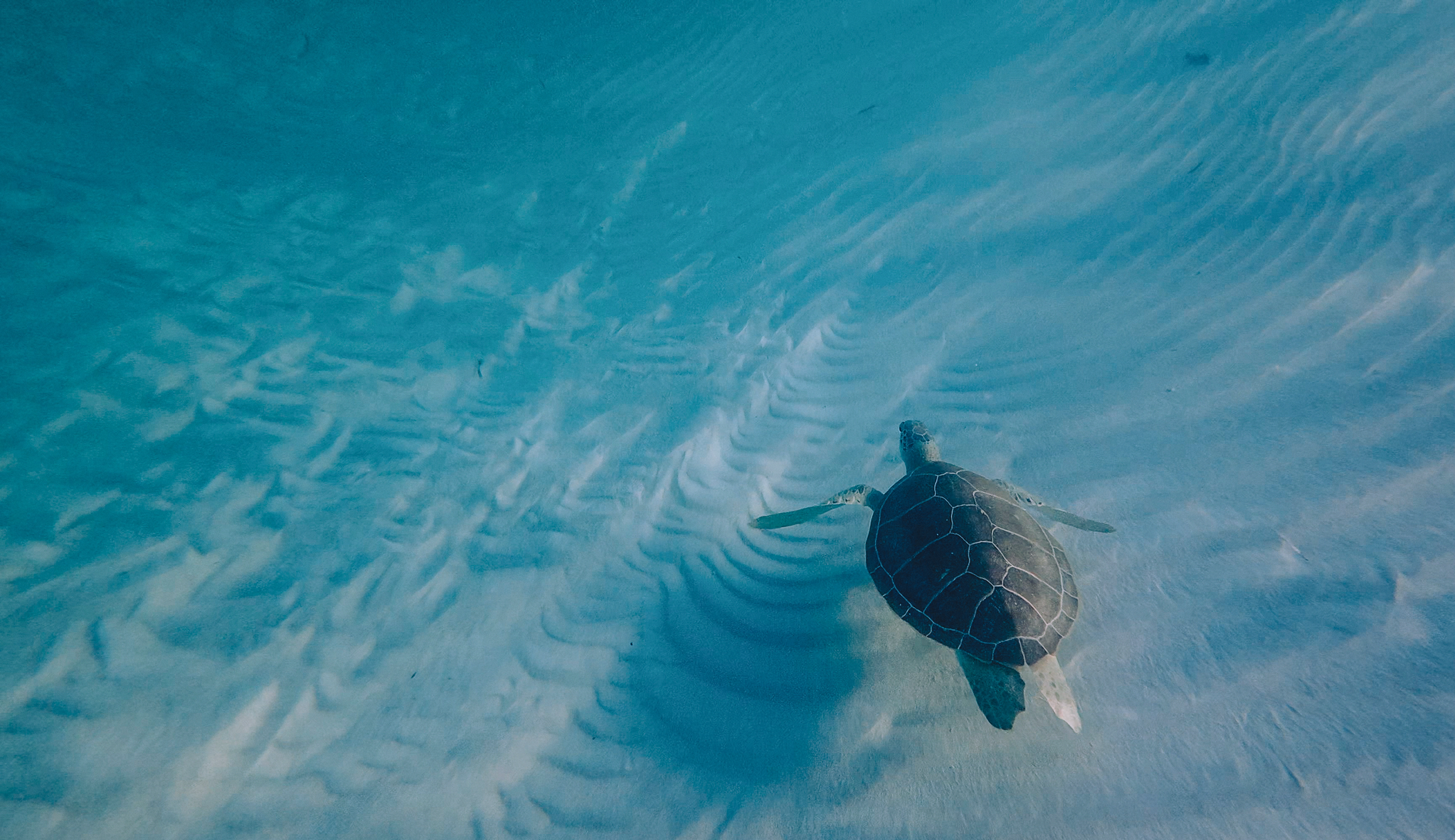 A sea turtle swimming over sandy ocean floor with ripples and patterns in the water.