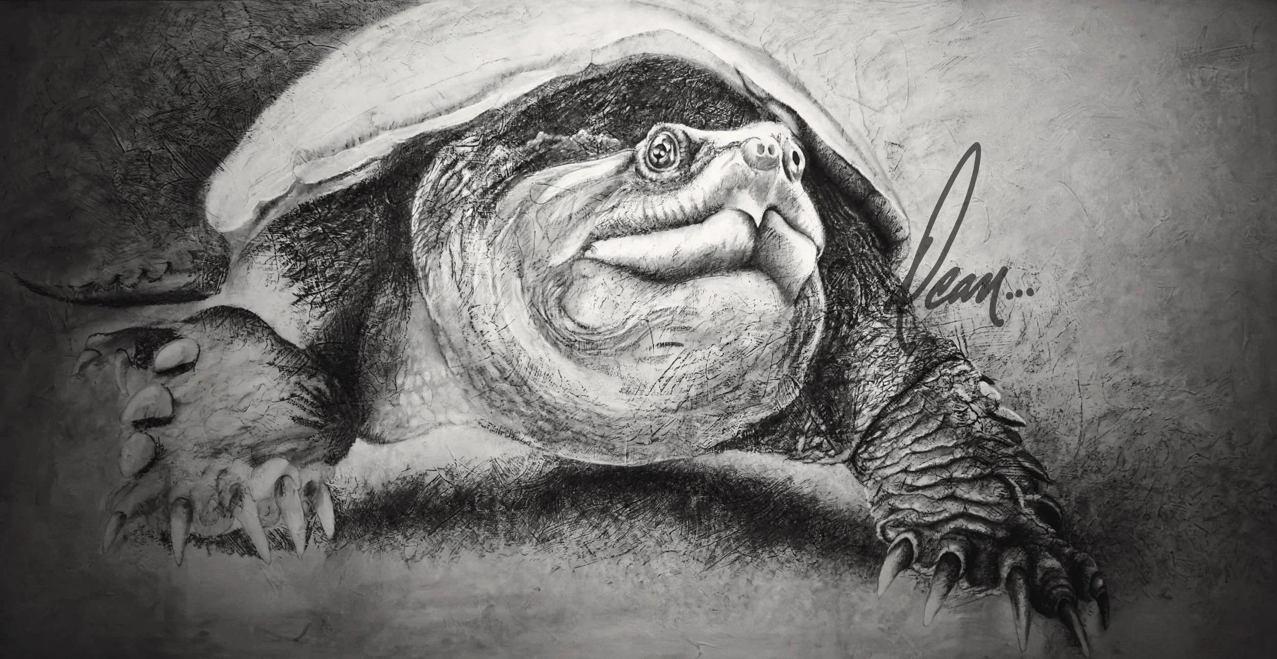 Drawing in progress of snapping turtle.