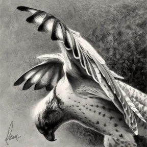 Balance - Sakar Falcon - Charcoal and graphite
