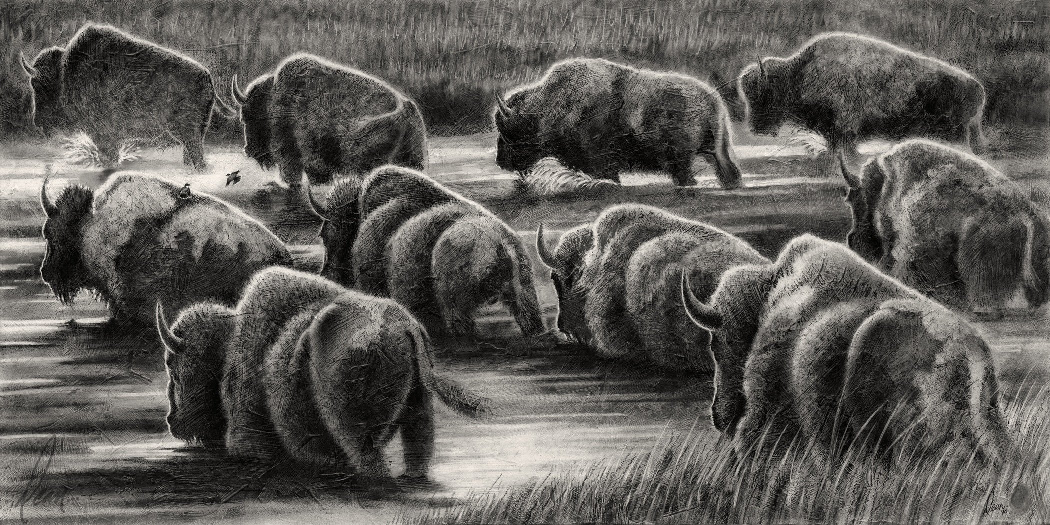 Bison crossing river drawing