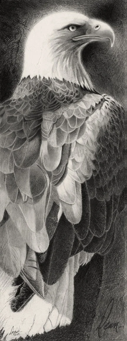 Bald Eagle drawing