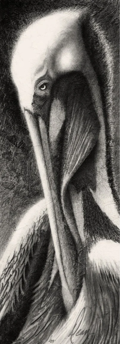 Brown Pelican drawing