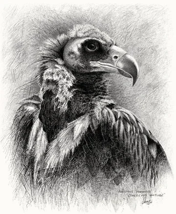 Cinereous Vulture charcoal and graphite drawing.