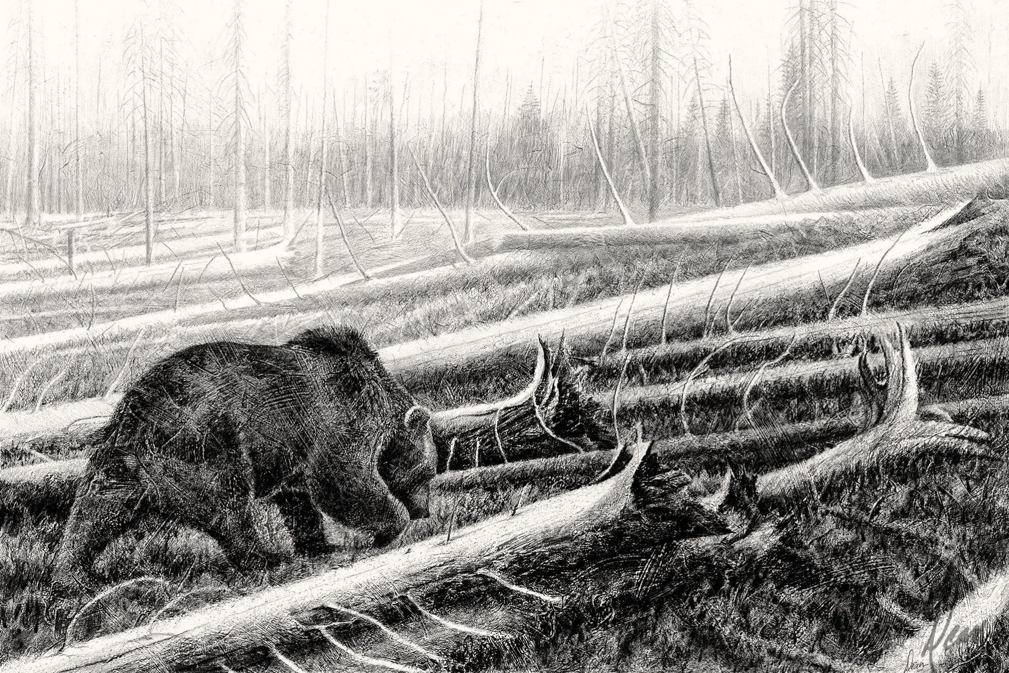 Grizzly Bear drawing