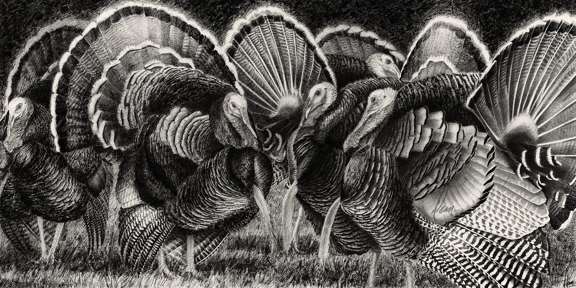 Natural Selection - Wild Turkey drawing