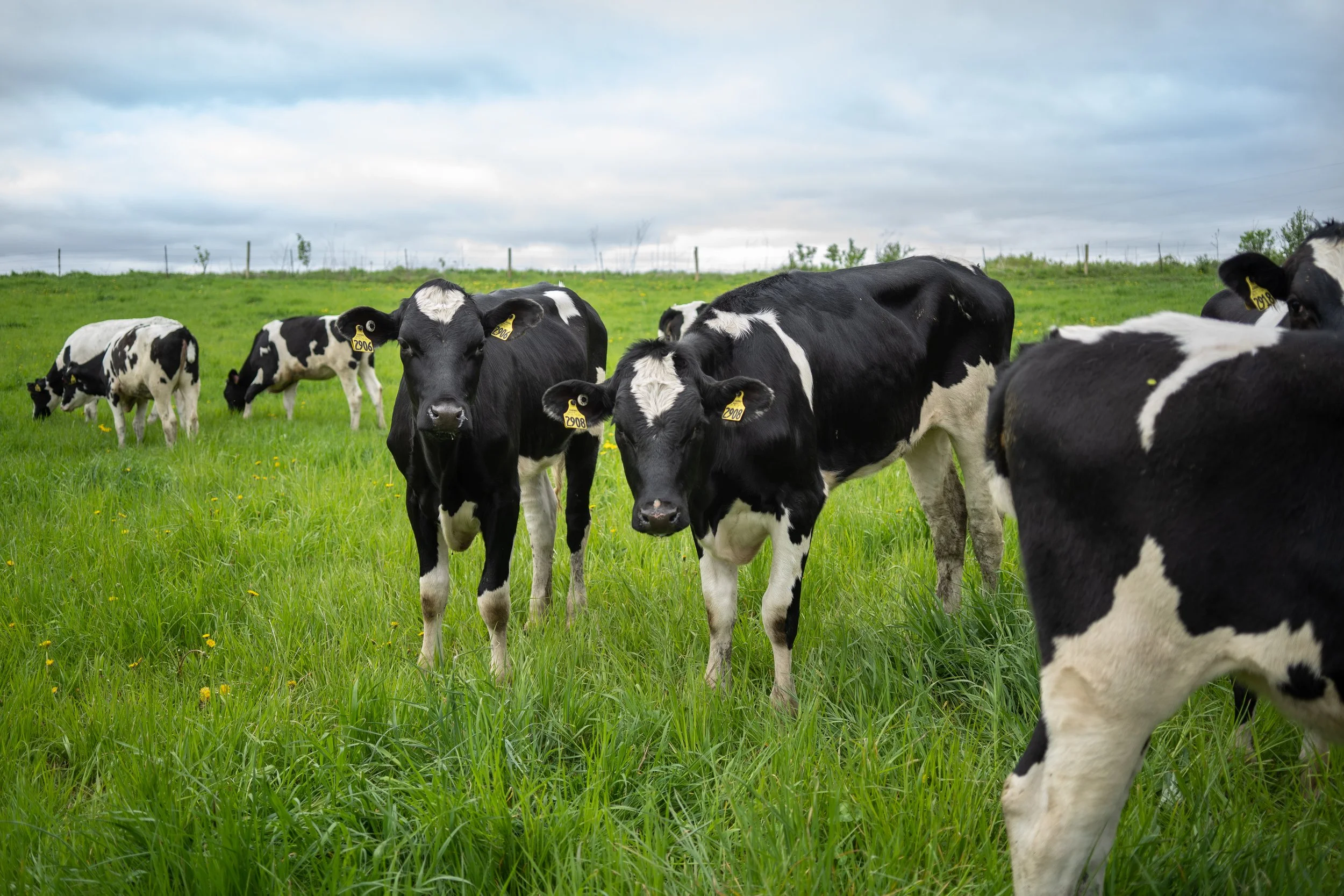 CASE STUDY: Moo House Craft Dairy