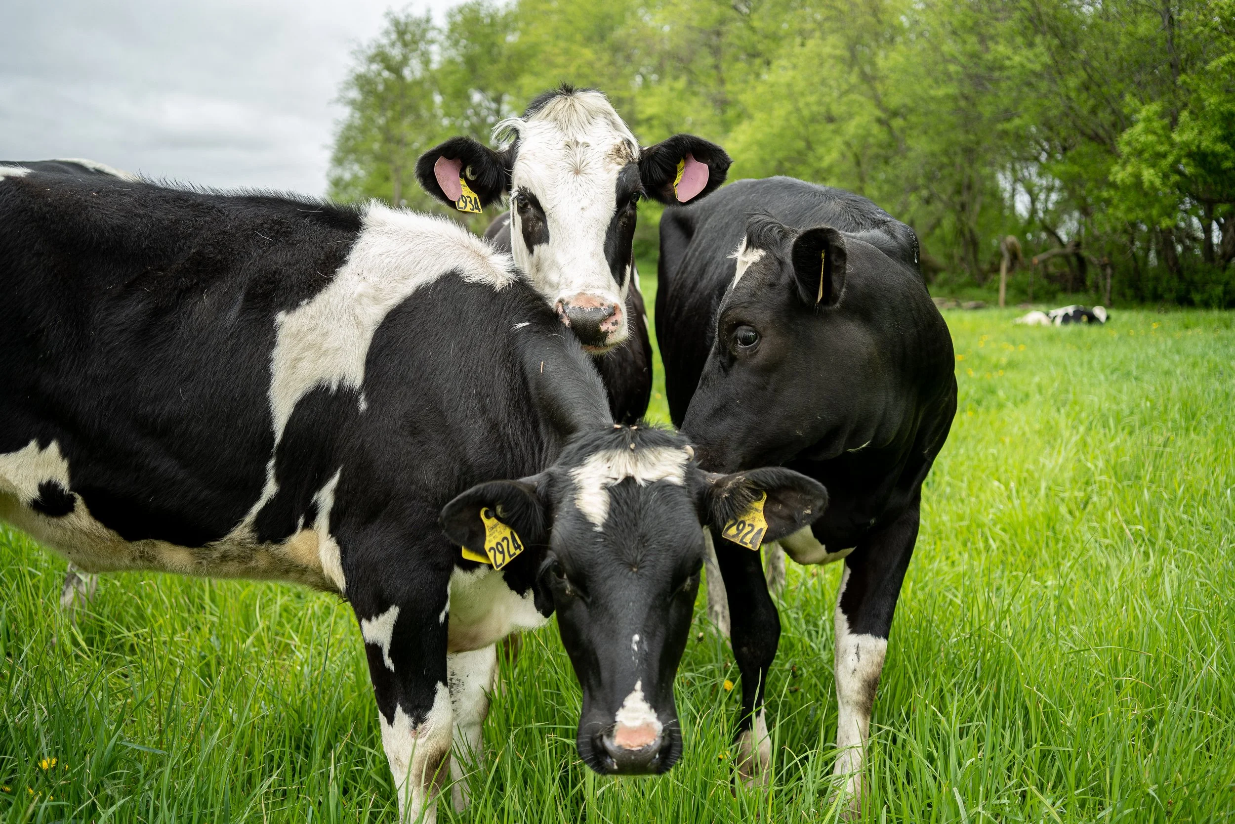Three happy dairy cows.