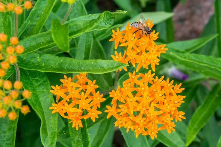 FIREWISE Plant Choices Around Your Home